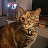 black, brown, cat, collar, couch, ears, fur, home_decor, indoors, living_room, mirror, one_eyed, pet, portrait, sitting, striped, tabby_cat, television, whiskers, winking