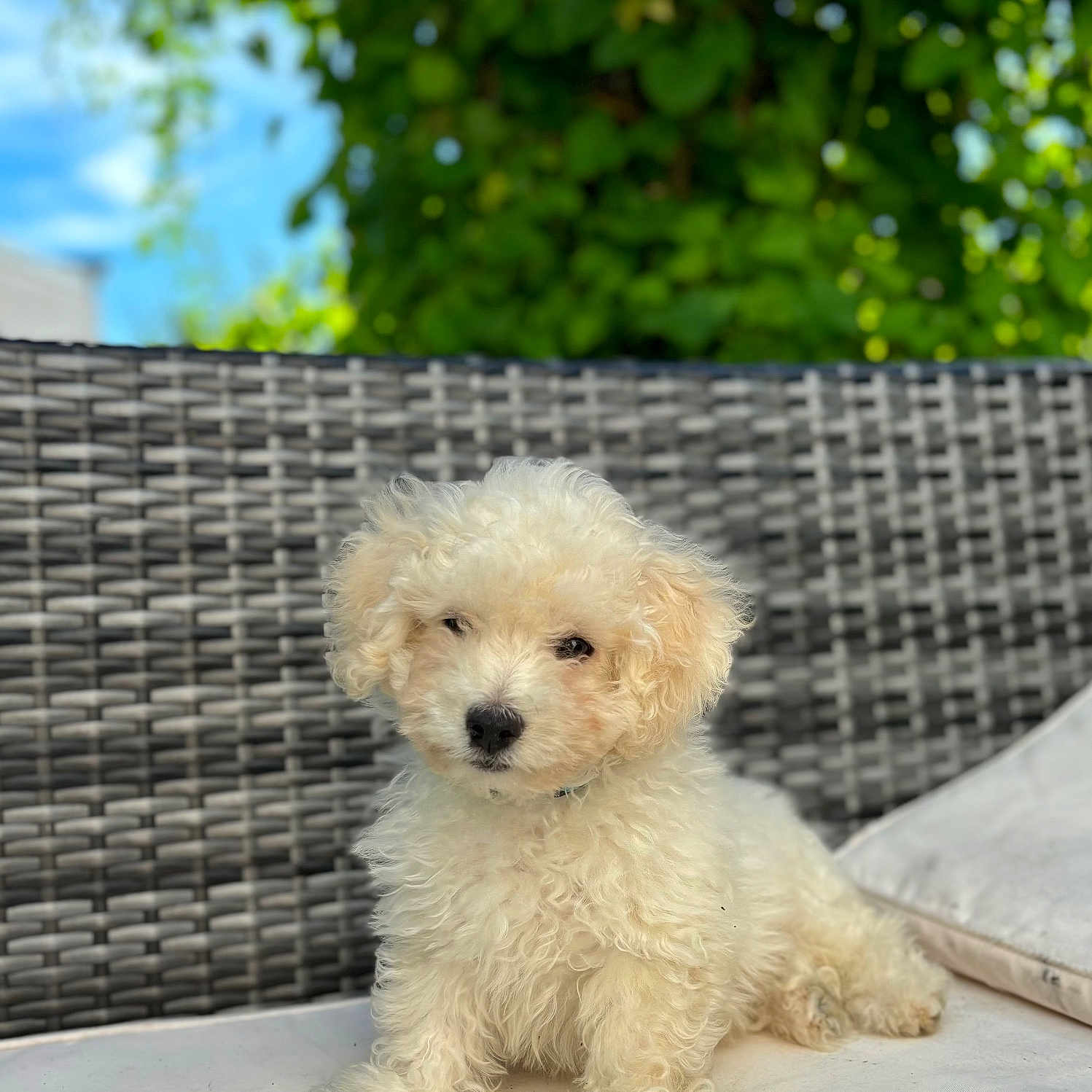 Snow a rejoint le concours — aidez-le/la à gagner de superbes lots ! animal, canine, couch, cushion, dog, dogbed, eskimodog, furniture, homedecor, pet, poodle, puppy, terrier, whitedog