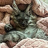 cat, sleeping, fluffy, gray, pet, animal, cozy, blanket, pink, soft, cute, fur, resting, indoor, comfort, paw, relaxed, nap, mammal, domestic