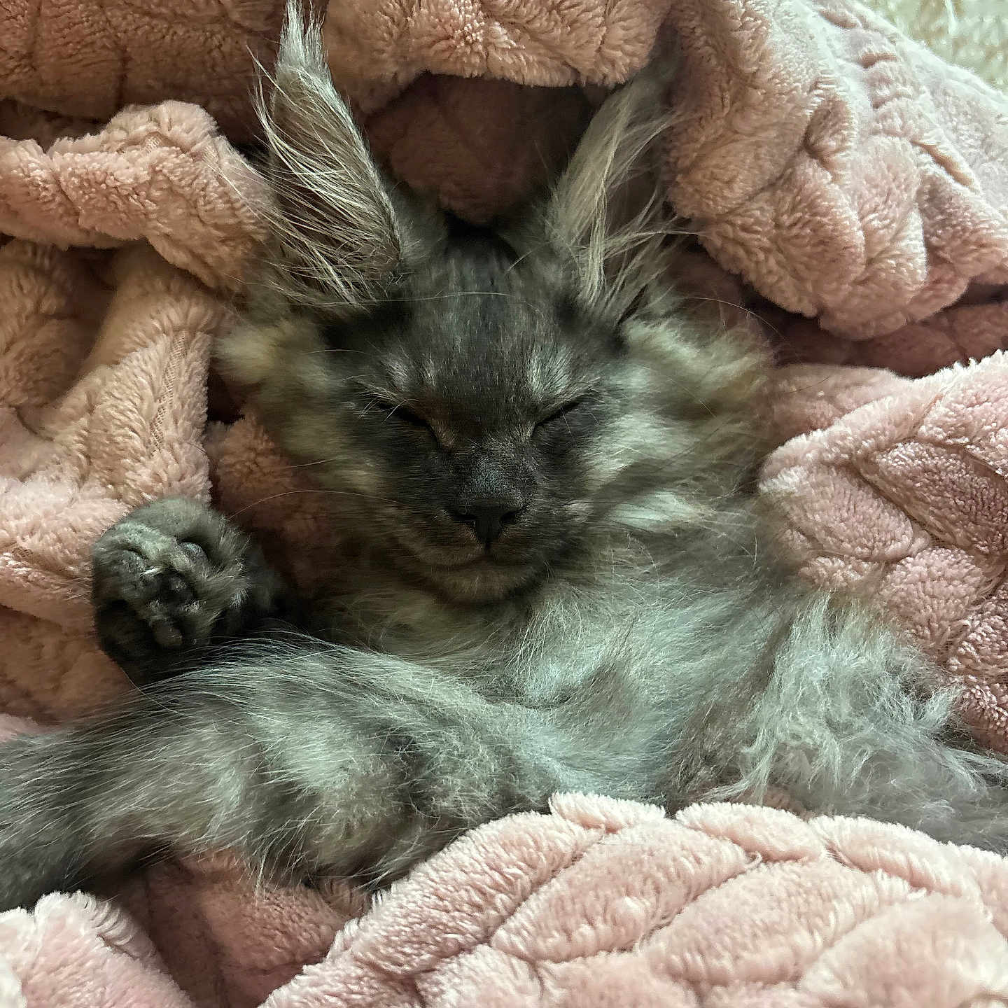 Artemis