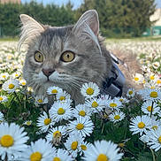 Maya a rejoint le concours — aidez-le/la à gagner de superbes lots ! cat, daisy, flower, outdoor, nature, grass, animal, pet, field, greenery, yellow_eyes, close_up, daylight, curious, fur, whiskers, ears, spring, flora, harness