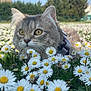 cat, daisy, flower, outdoor, nature, grass, animal, pet, field, greenery, yellow_eyes, close_up, daylight, curious, fur, whiskers, ears, spring, flora, harness