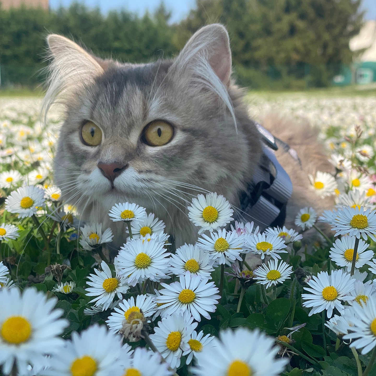 Maya a rejoint le concours — aidez-le/la à gagner de superbes lots ! animal, cat, close_up, curious, daisy, daylight, ears, field, flora, flower, fur, grass, greenery, harness, nature, outdoor, pet, spring, whiskers, yellow_eyes