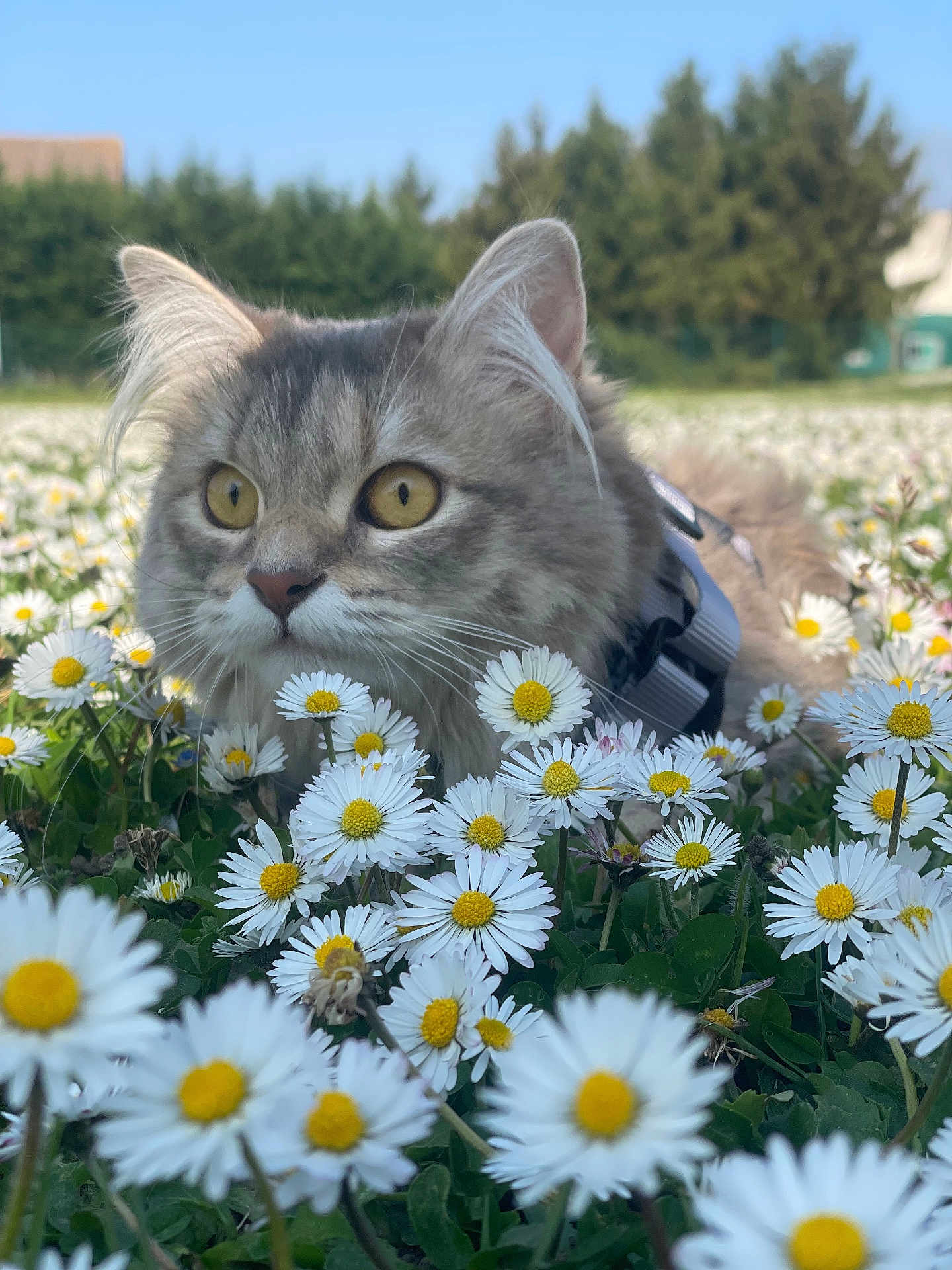 Maya