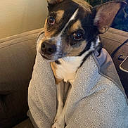 Monster joined the competition — help win amazing prizes! dog, small_dog, blanket, couch, indoor, pet, animal, wrapped, cozy, ears, eyes, fur, snout, paws, plant, home, comfort, relaxed, closeup, domestic