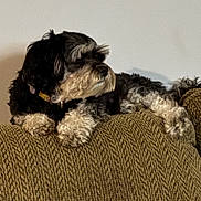 Bella is registered to the contest to win money with this photo: dog, pet, couch, furniture, indoor, animal, black_and_white, fur, relaxing, companion, domestic_animal, laying, canine, home, cozy, looking_away, paw, snout, resting, mammal