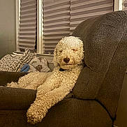 Gator is registered to the contest to win money with this photo: dog, curly_fur, recliner, indoor, relaxing, couch, brown_furniture, pet, comfortable, fluffy, sleepy, domestic_animal, window_blinds, home, living_room, paw, canine, furniture, resting, cozy