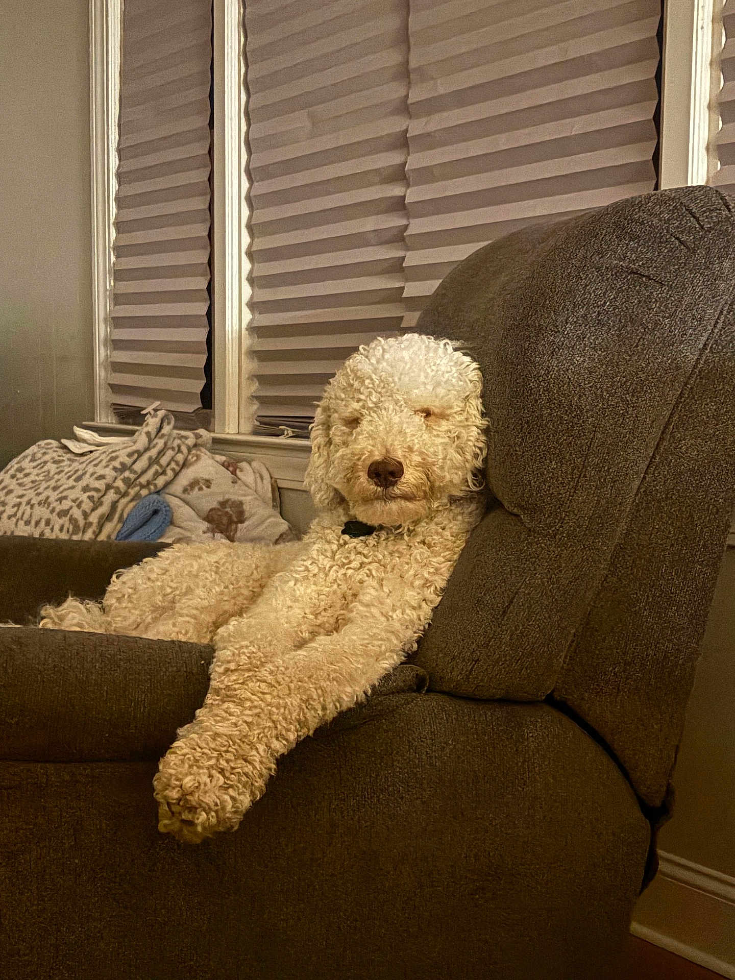 Gator is registered to the contest to win money with this photo: dog, curly_fur, recliner, indoor, relaxing, couch, brown_furniture, pet, comfortable, fluffy, sleepy, domestic_animal, window_blinds, home, living_room, paw, canine, furniture, resting, cozy