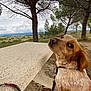 Maya a rejoint le concours — aidez-le/la à gagner de superbes lots ! brown_fur, canine, cloudy_sky, collar, daytime, dog, field, forest, grass, ground, landscape, leash, looking_back, nature, outdoor, pet, picnic_table, rocks, scenic, tree