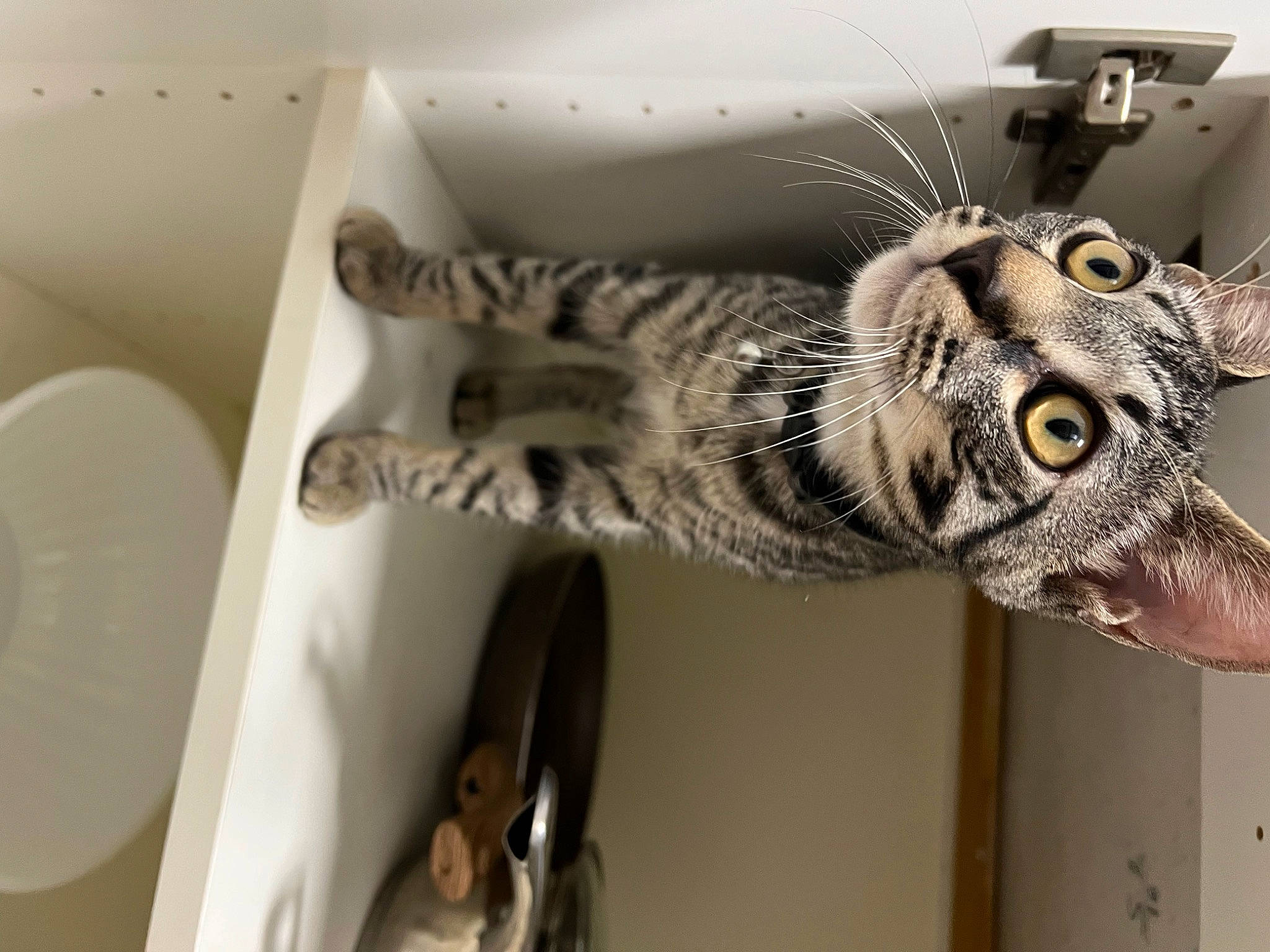 Romeo is registered to the contest to win money with this photo: carnivore, cat, claw, dishware, domestic_short_haired_cat, eye, felidae, fur, metal, room, serveware, small_to_medium_sized_cats, snout, tail, terrestrial_animal, whiskers, wildlife