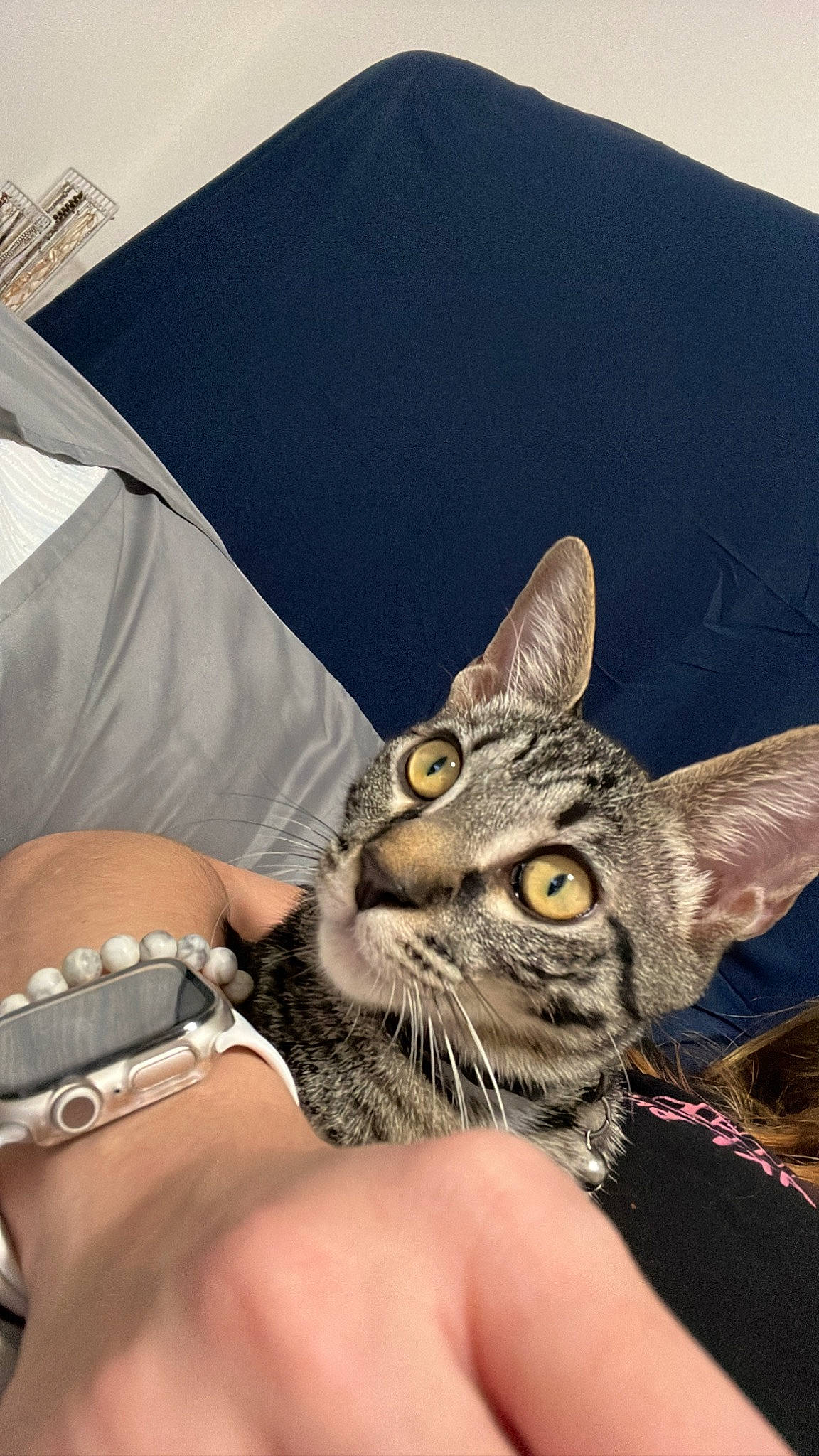 Romeo joined the competition — help win amazing prizes! bag, carnivore, cat, comfort, domestic_short_haired_cat, elbow, fashion_accessory, felidae, fur, gesture, hand, jewellery, linens, nail, sleeve, small_to_medium_sized_cats, sunglasses, thigh, whiskers, wrist