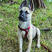 Karma Hellock joined the competition — help win amazing prizes! adorable, alert, animal, canine, closeup, daylight, dog, ears, fur, grass, greenery, harness, leash, nature, outdoor, pet, puppy, sitting, tree, young