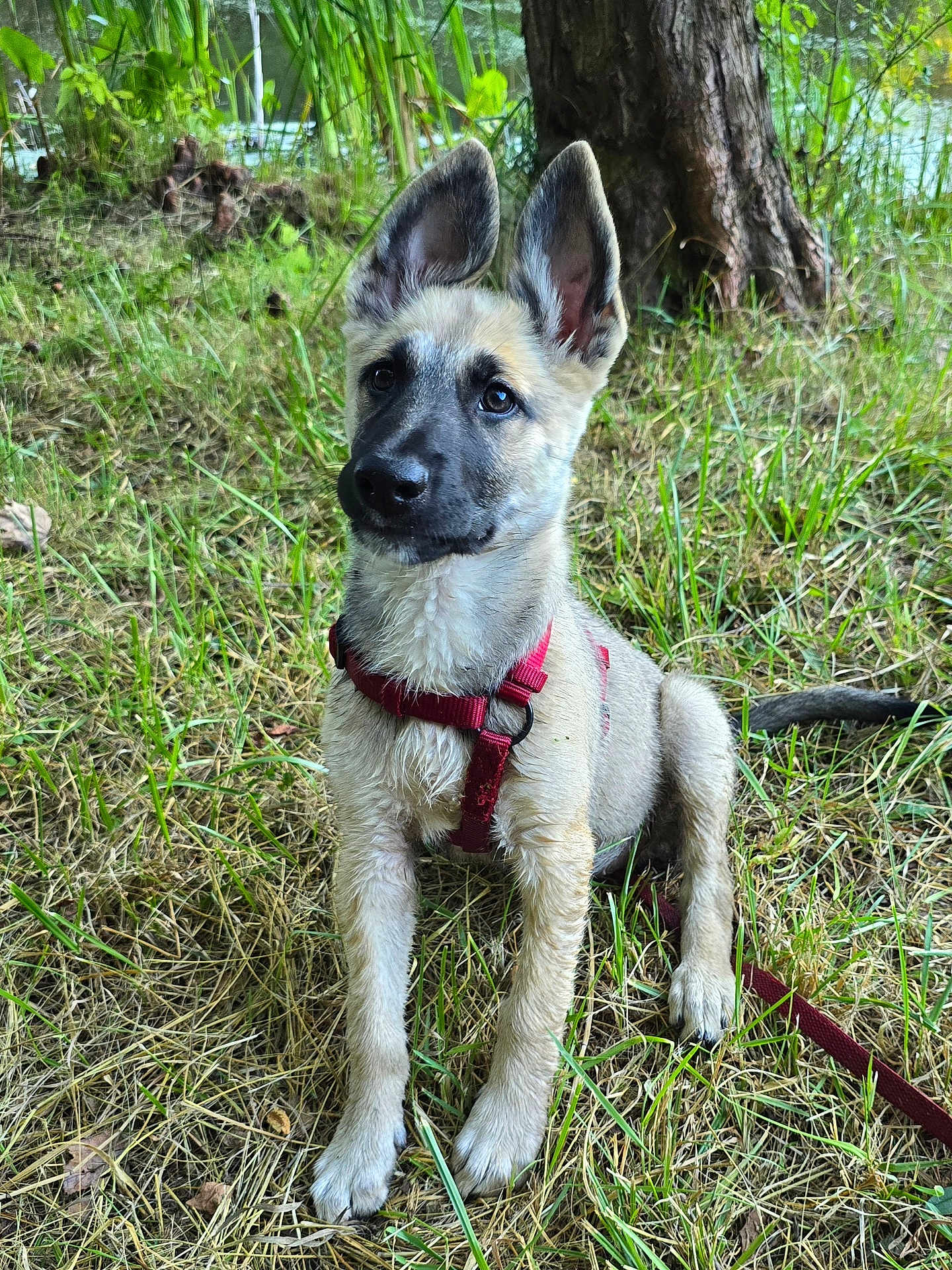Karma Hellock joined the competition — help win amazing prizes! adorable, alert, animal, canine, closeup, daylight, dog, ears, fur, grass, greenery, harness, leash, nature, outdoor, pet, puppy, sitting, tree, young