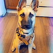 Karma joined the competition — help win amazing prizes! animal, appliance, black_nose, brown, cabinet, collar, dog, domestic_animal, ears, floor, flooring, harness, indoor, kitchen, looking_at_camera, pet, puppy, sitting, wooden_floor, young_dog