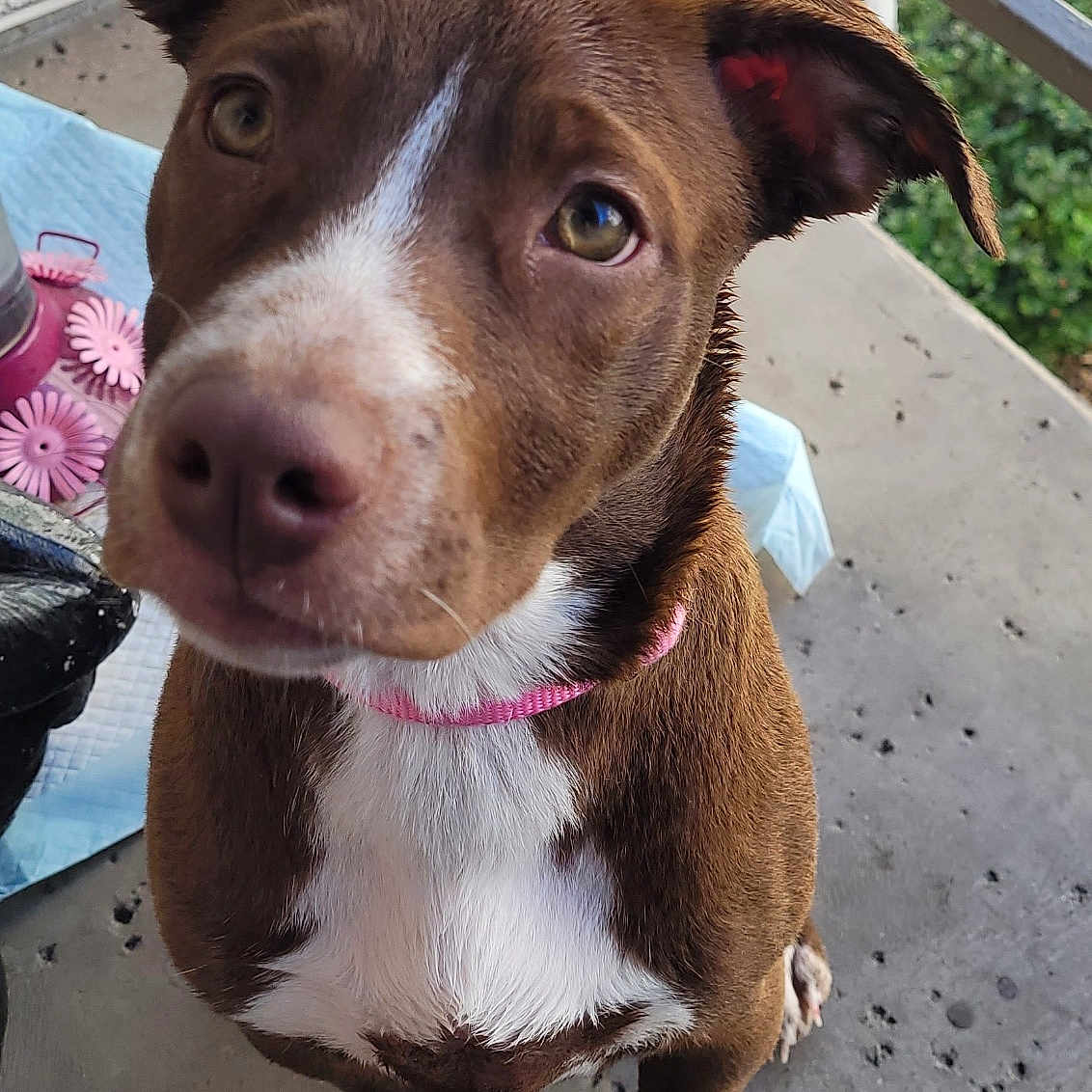 Luna Belle is registered to the contest to win money with this photo: accessories, animal, architecture, building, bulldog, canine, cream, dessert, dog, food, hound, icecream, outdoors, pet, pitbull, plant, pottedplant, puppy, shelter, strap