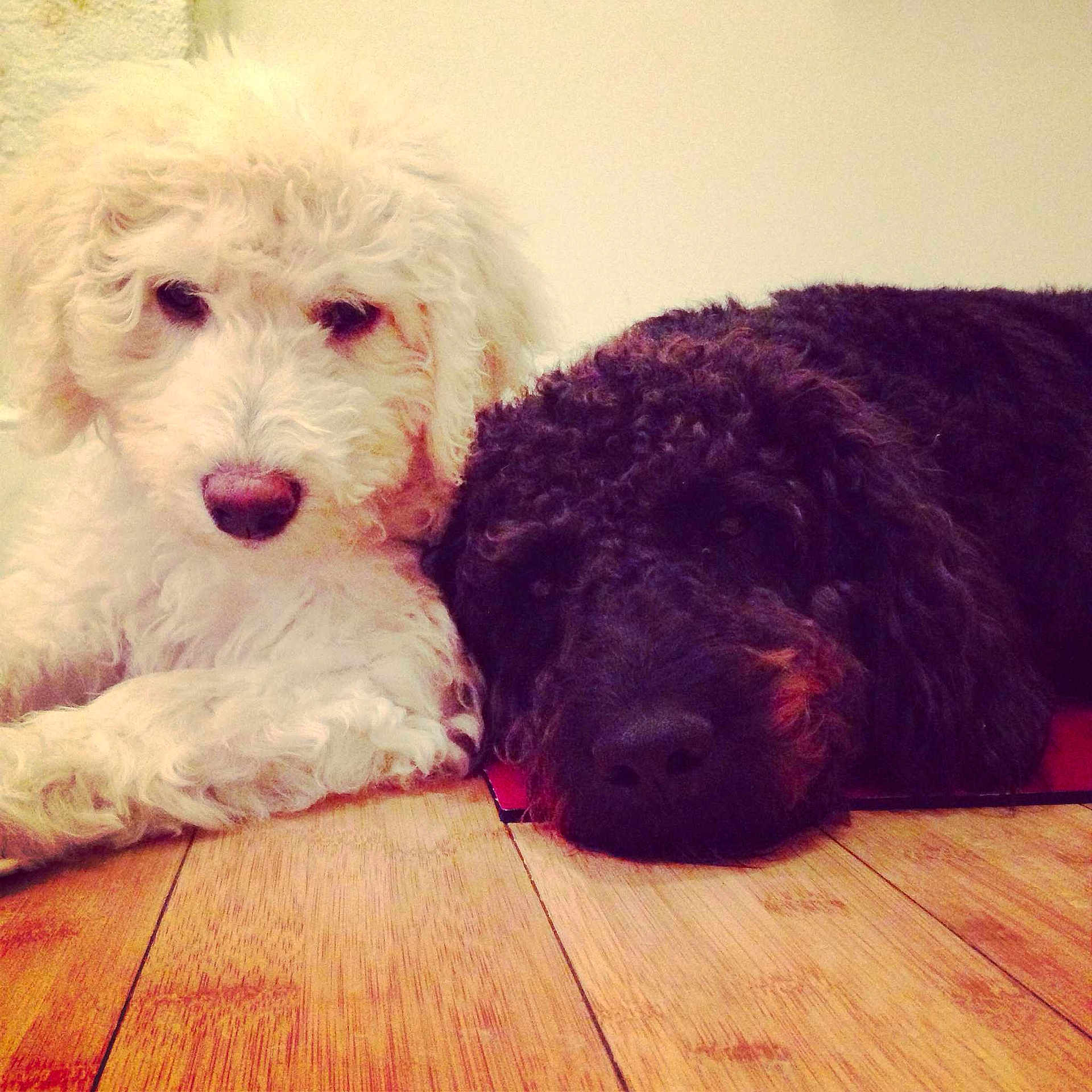 Lola And Gunner