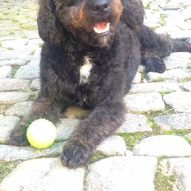 Lola
