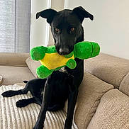 Kibo participe au concours pour gagner de l'argent avec cette photo : dog, black_dog, plush_toy, green_toy, yellow_toy, couch, sofa, indoor, pet, animal, playing, relaxed, furniture, brown_couch, looking, ears_up, front_legs, resting, home, cozy