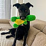 dog, black_dog, plush_toy, green_toy, yellow_toy, couch, sofa, indoor, pet, animal, playing, relaxed, furniture, brown_couch, looking, ears_up, front_legs, resting, home, cozy