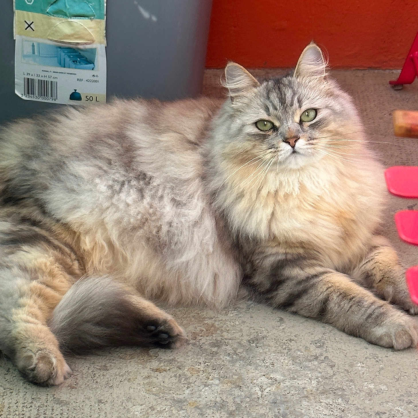 üma a rejoint le concours — aidez-le/la à gagner de superbes lots ! abyssinian, angora, animal, box, brasssection, cat, chair, furniture, hardwood, horn, indoors, kitten, manx, person, pet, plywood, siamese, sleeping, table, wood