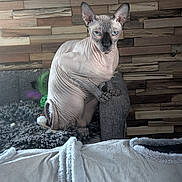 Missou a rejoint le concours — aidez-le/la à gagner de superbes lots ! sphynx_cat, hairless_cat, cat, pet, indoor, couch, furniture, blanket, wooden_wall, wrinkled_skin, blue_eyes, animal, feline, resting, cozy, domestic, close_up, looking_at_camera, sitting, home