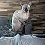 sphynx_cat, hairless_cat, cat, pet, indoor, couch, furniture, blanket, wooden_wall, wrinkled_skin, blue_eyes, animal, feline, resting, cozy, domestic, close_up, looking_at_camera, sitting, home