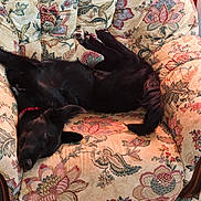 Koda participe au concours pour gagner de l'argent avec cette photo : armchair, black_dog, canine, collar, cozy, cushion, dog, floor, floral_pattern, furniture, home, indoor, legs_in_air, pet, playful, relaxed, resting, storage_unit, upside_down, wooden_chair