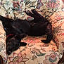 armchair, black_dog, canine, collar, cozy, cushion, dog, floor, floral_pattern, furniture, home, indoor, legs_in_air, pet, playful, relaxed, resting, storage_unit, upside_down, wooden_chair