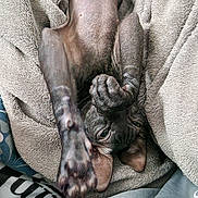 Simba participe au concours pour gagner de l'argent avec cette photo : cat, sphynx_cat, hairless, pet, animal, blanket, cozy, relaxed, paw, stretching, indoor, feline, cute, resting, texture, soft, comfort, closeup, nap, sleepy