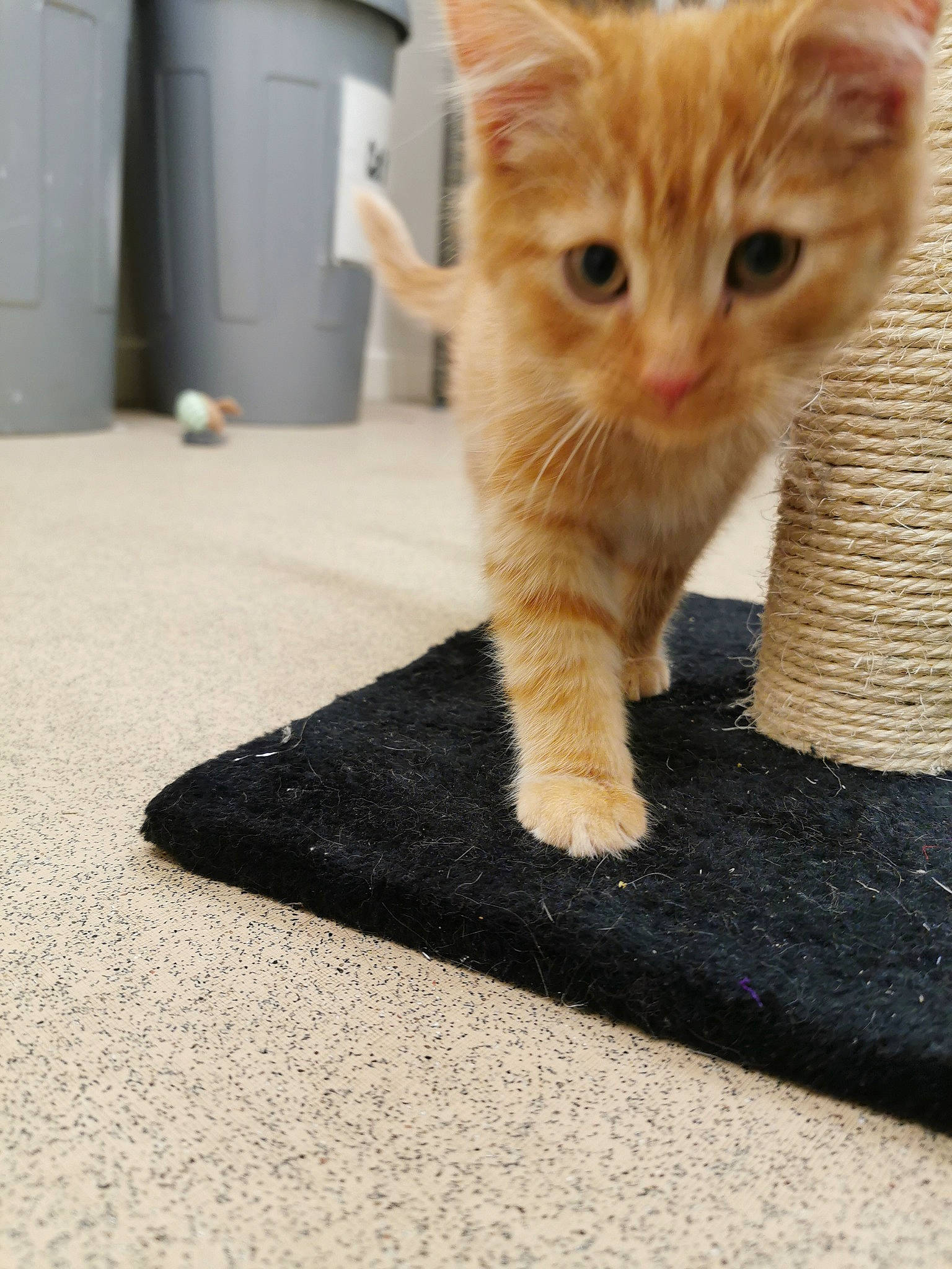 Buddy joined the competition — help win amazing prizes! asphalt, carnivore, carpet, cat, claw, domestic_short_haired_cat, door, fawn, felidae, flooring, fur, gesture, human_leg, paw, road_surface, small_to_medium_sized_cats, snout, tail, whiskers, wood