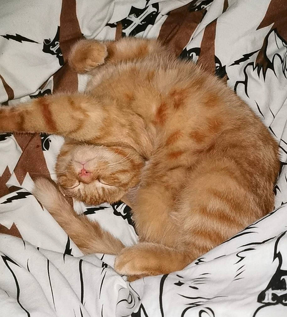 Buddy joined the competition — help win amazing prizes! carnivore, cat, cat_bed, claw, comfort, domestic_short_haired_cat, ear, fawn, felidae, fur, gesture, nap, paw, sleep, small_to_medium_sized_cats, tail, whiskers, wrinkle