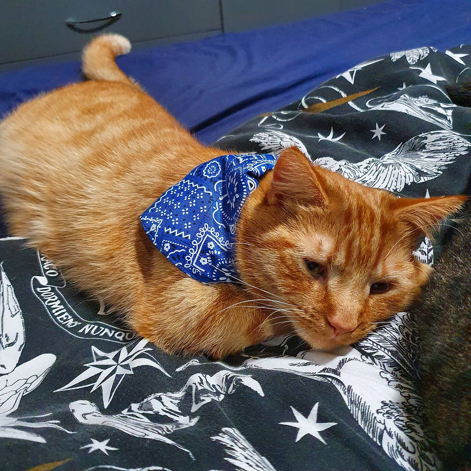 Buddy is registered to the contest to win money with this photo: carnivore, cat, cat_supply, claw, comfort, domestic_short_haired_cat, electric_blue, fawn, felidae, fur, knitting, linens, mammal, nap, paw, sleep, small_to_medium_sized_cats, snout, tail, whiskers