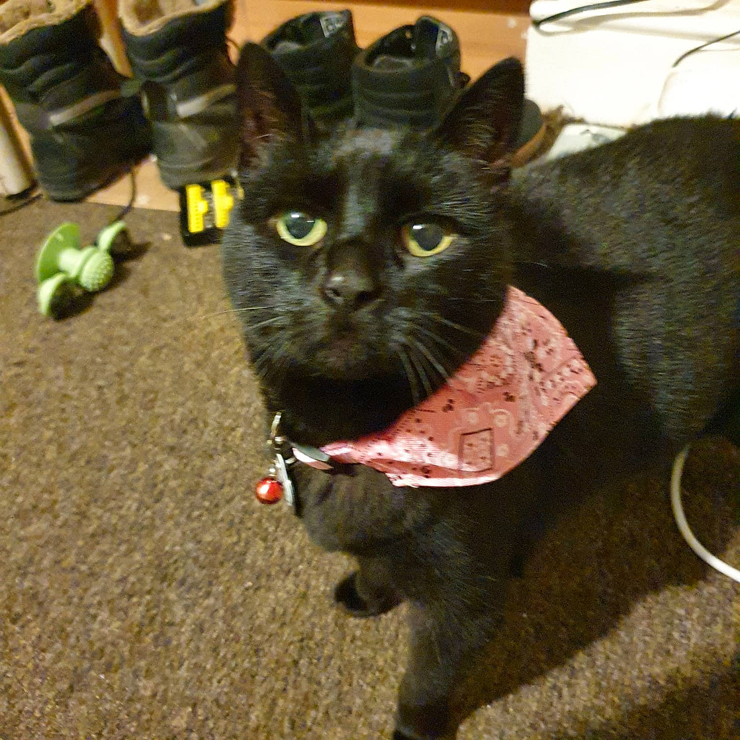 Jo-jo joined the competition — help win amazing prizes! black_cat, bombay, carnivore, cat, cat_toy, claw, collar, dog_breed, domestic_short_haired_cat, fashion_accessory, felidae, fur, mammal, paw, small_to_medium_sized_cats, snout, tail, terrestrial_animal, vertebrate, whiskers