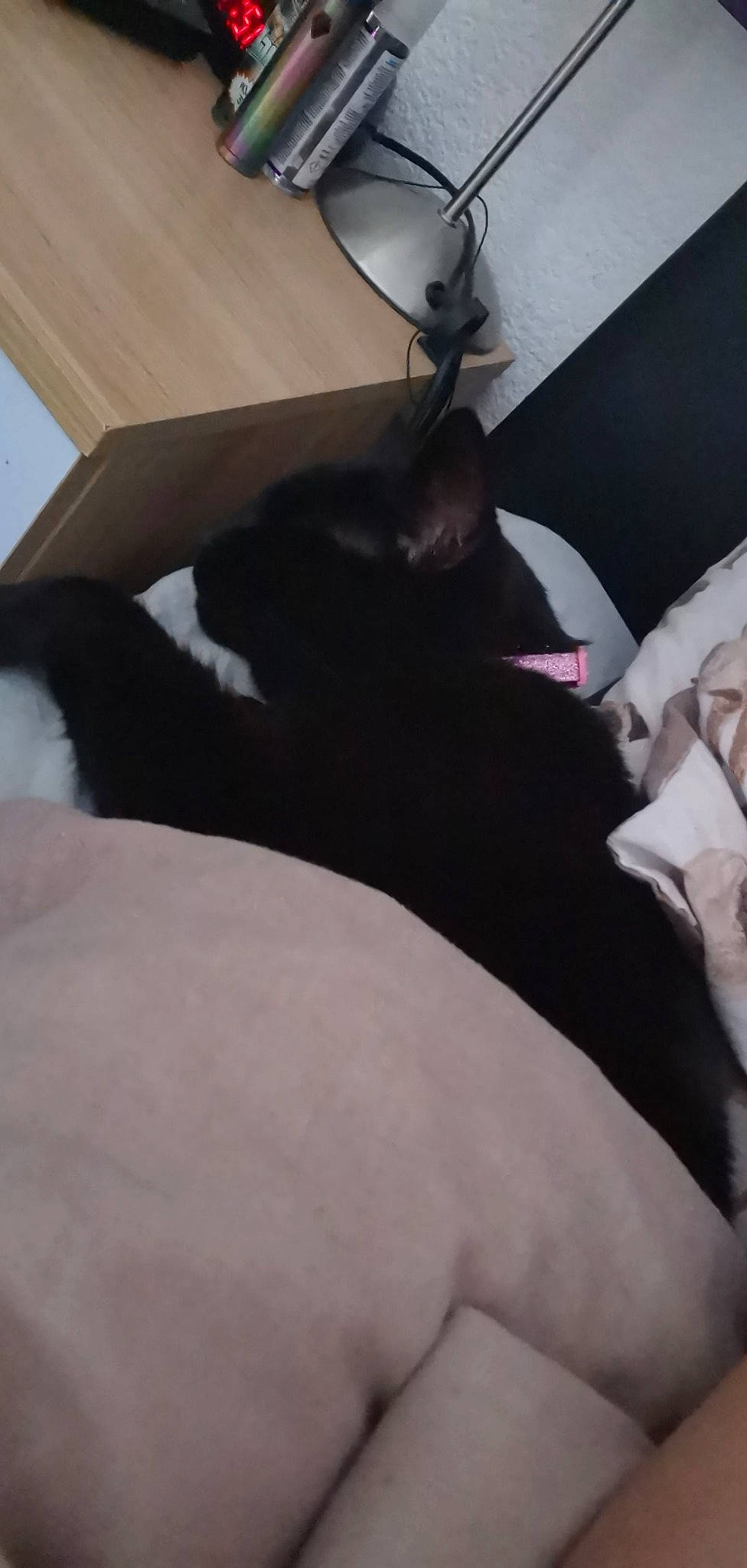 Jo-jo joined the competition — help win amazing prizes! black_cat, carnivore, cat, cloud, comfort, companion_dog, dog_breed, domestic_short_haired_cat, felidae, human_leg, linens, mammal, small_to_medium_sized_cats, snout, tail, thigh, tints_and_shades, vertebrate, whiskers, working_animal