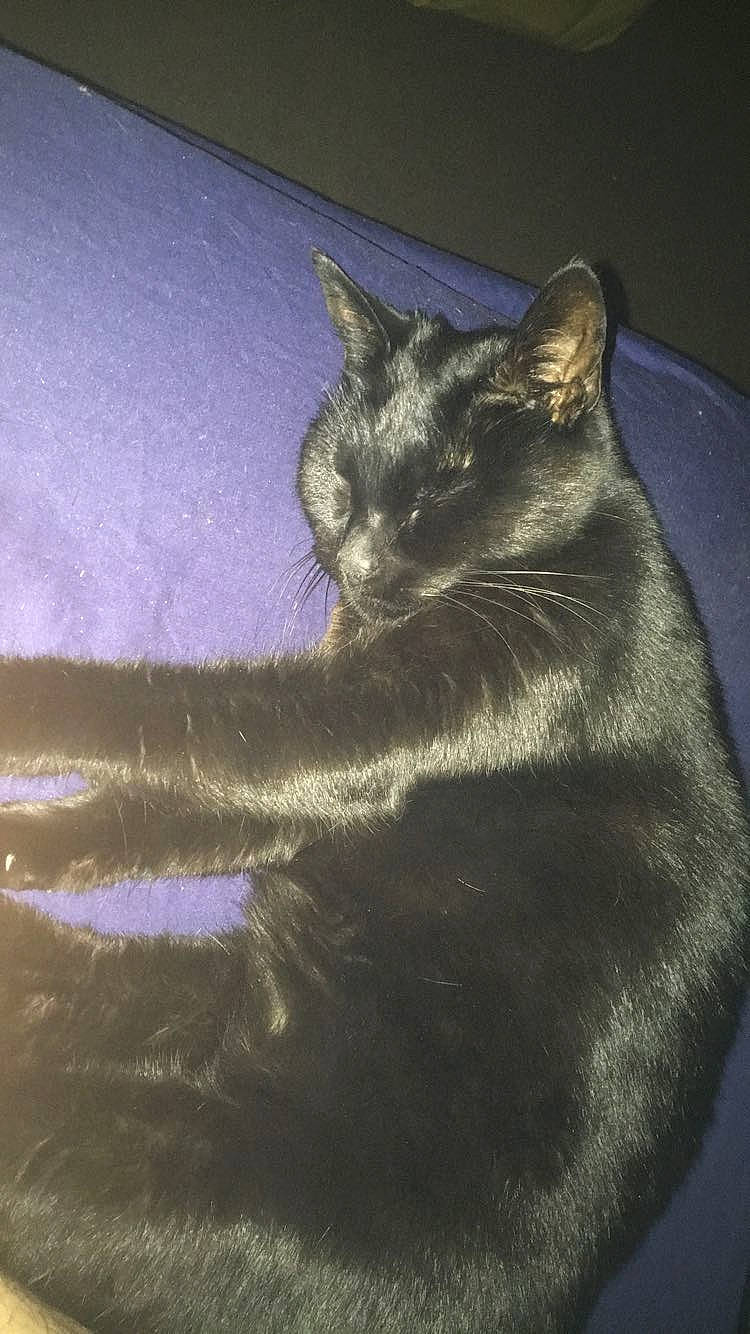 Jo-jo is registered to the contest to win money with this photo: black_cat, bombay, carnivore, cat, darkness, domestic_short_haired_cat, electric_blue, felidae, fur, grey, havana_brown, shadow, small_to_medium_sized_cats, tail, terrestrial_animal, tints_and_shades, whiskers, window