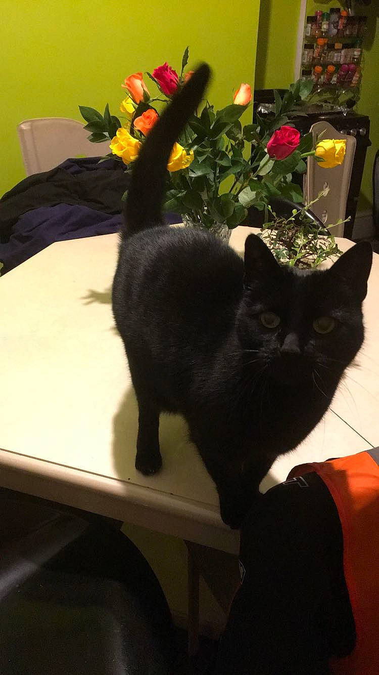 Jo-jo joined the competition — help win amazing prizes! black_cat, bombay, carnivore, cat, chair, comfort, domestic_short_haired_cat, felidae, flower, flower_arranging, flowerpot, fur, houseplant, light, plant, room, small_to_medium_sized_cats, table, tail, whiskers