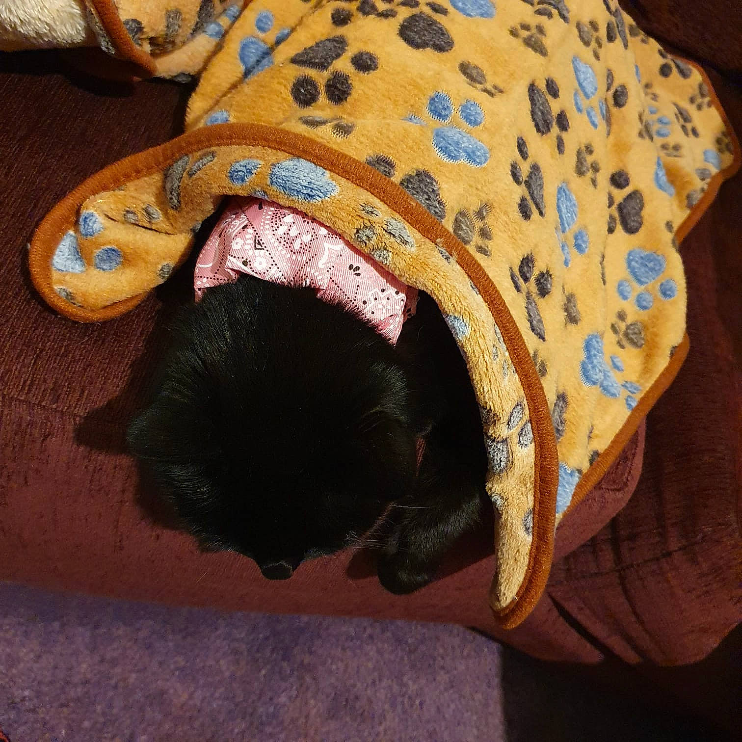 Jo-jo is registered to the contest to win money with this photo: canidae, carnivore, collar, comfort, companion_dog, dog, dog_breed, dog_clothes, dog_supply, fashion_accessory, fawn, felidae, fur, hat, linens, pet_supply, small_to_medium_sized_cats, snout, sporting_group, working_animal