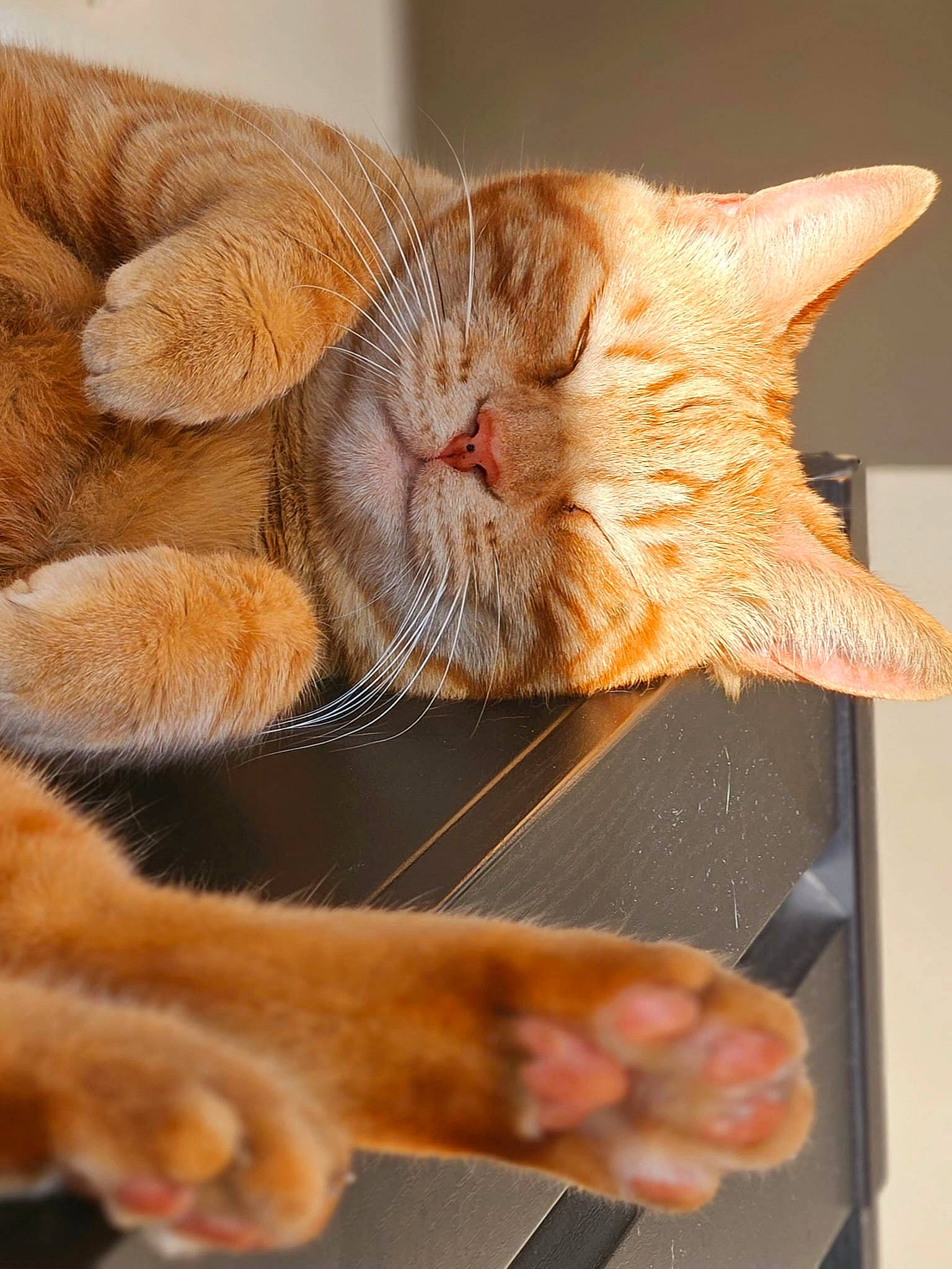 Caramel participe au concours pour gagner de l'argent avec cette photo : carnivore, cat, claw, comfort, domestic_short_haired_cat, ear, fawn, felidae, foot, fur, gesture, nail, nap, nose, paw, small_to_medium_sized_cats, snout, tail, whiskers, wood