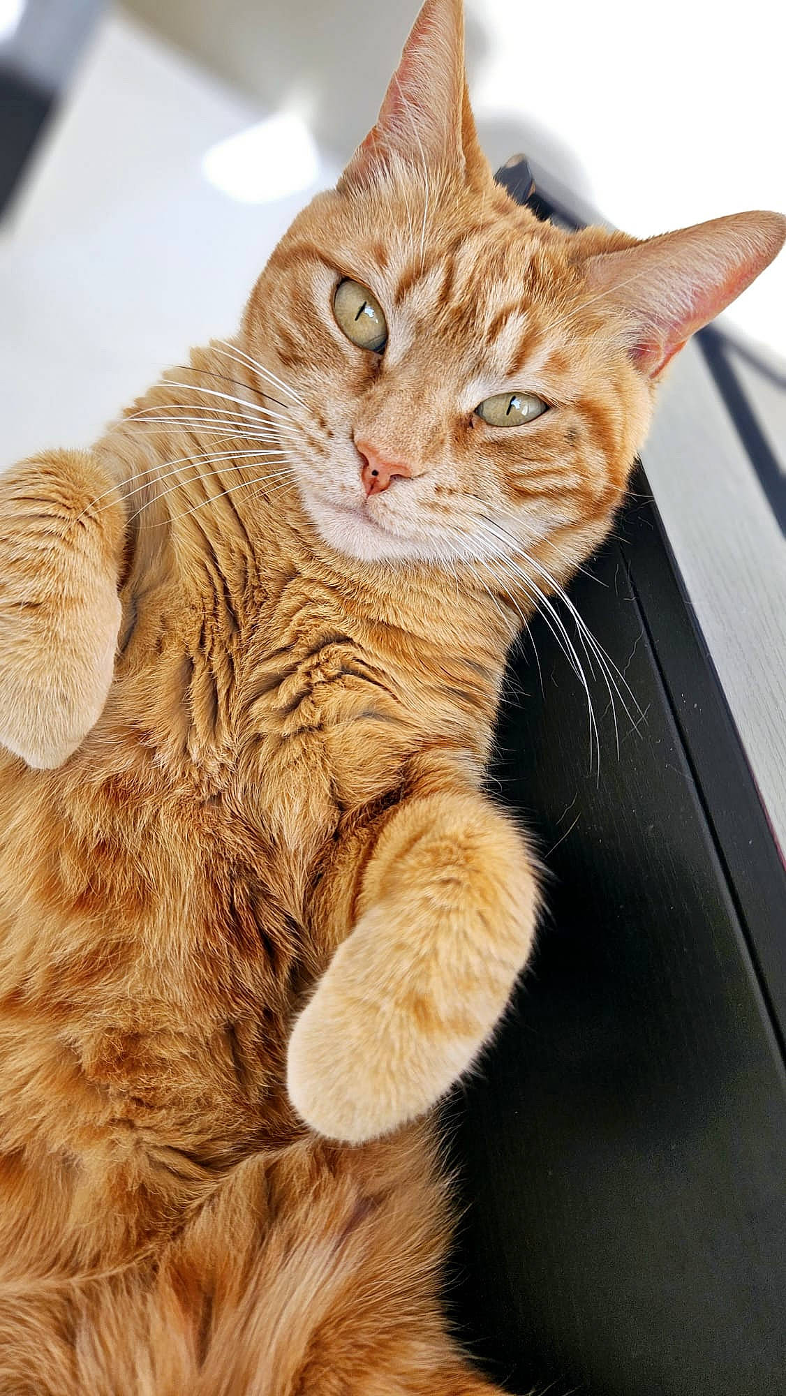 Caramel participe au concours pour gagner de l'argent avec cette photo : carnivore, cat, claw, close_up, domestic_short_haired_cat, fawn, felidae, fur, paw, small_to_medium_sized_cats, snout, tail, terrestrial_animal, whiskers, wildlife, wood