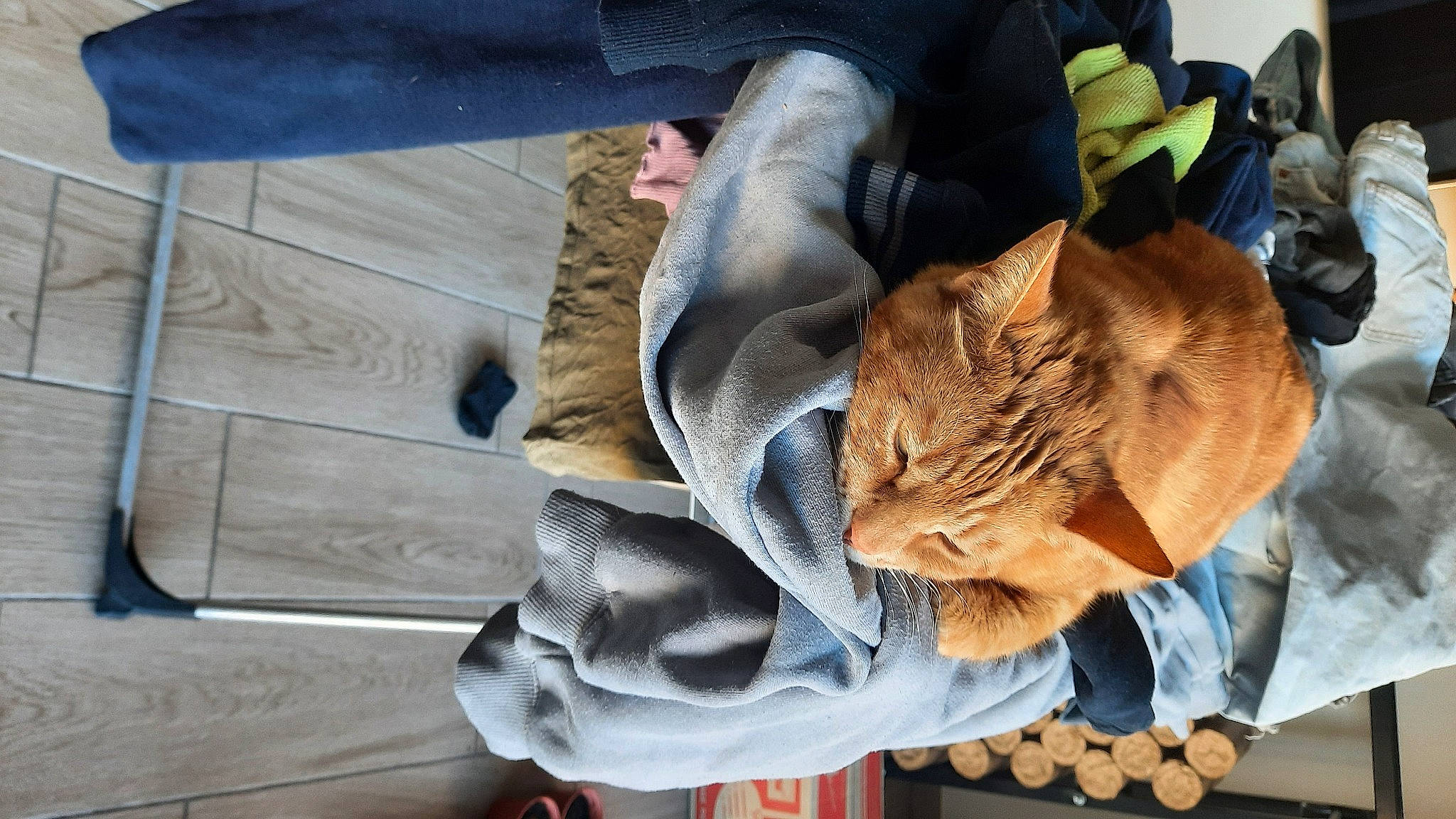 Caramel a rejoint le concours — aidez-le/la à gagner de superbes lots ! cat, comfort, denim, felidae, fur, human_leg, linens, paper, sitting, sleeve, textile, wood