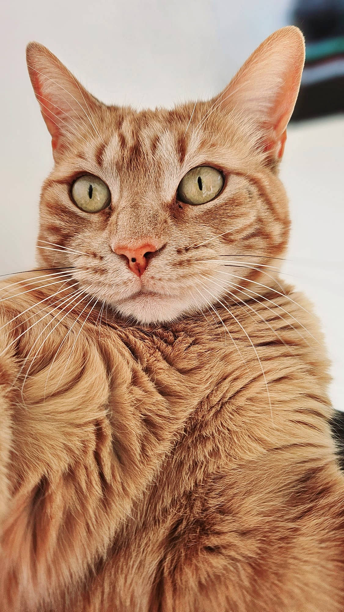 Caramel participe au concours pour gagner de l'argent avec cette photo : art, carnivore, cat, close_up, domestic_short_haired_cat, event, fawn, felidae, fur, gesture, iris, paw, pet_supply, photo_caption, small_to_medium_sized_cats, snout, tail, terrestrial_animal, whiskers, wildlife