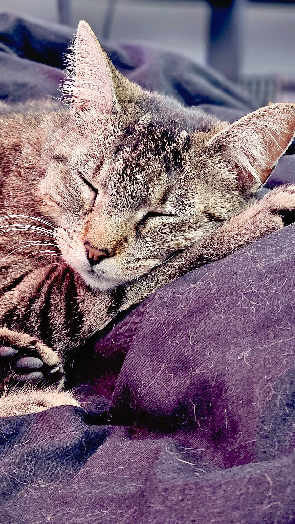 Vanille a rejoint le concours — aidez-le/la à gagner de superbes lots ! carnivore, cat, domestic_short_haired_cat, felidae, fur, grass, nap, paw, plant, sitting, sky, sleep, small_to_medium_sized_cats, snout, tree, whiskers, wildlife, window