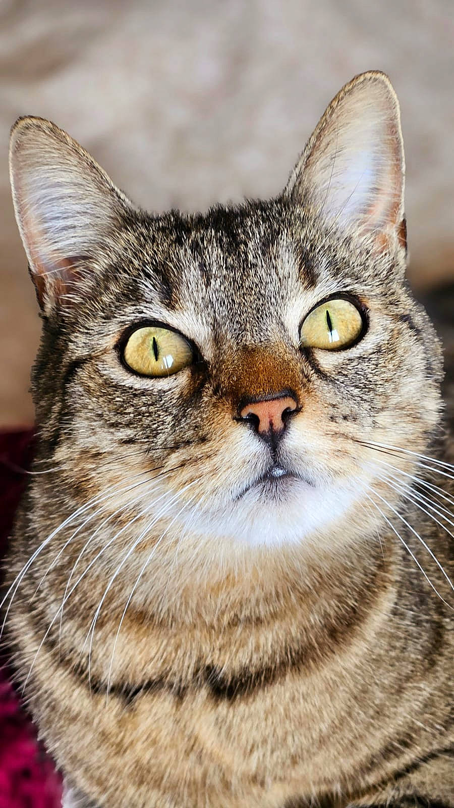 Vanille participe au concours pour gagner de l'argent avec cette photo : carnivore, cat, domestic_short_haired_cat, felidae, fur, grass, small_to_medium_sized_cats, snout, terrestrial_animal, whiskers, wildlife