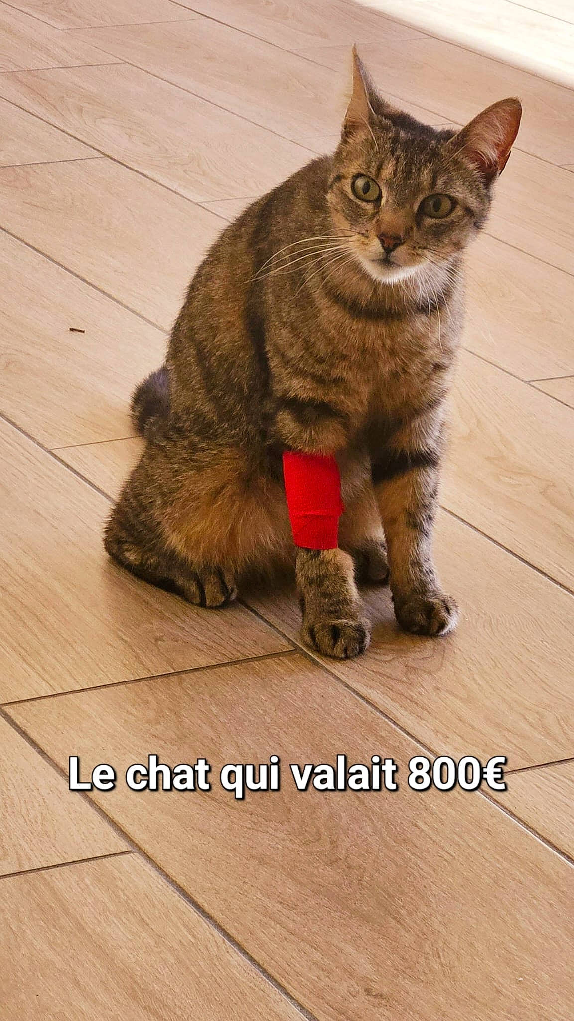 Vanille participe au concours pour gagner de l'argent avec cette photo : carnivore, cat, domestic_short_haired_cat, felidae, floor, flooring, fur, hardwood, paw, plank, rectangle, small_to_medium_sized_cats, snout, tail, terrestrial_animal, varnish, whiskers, wood, wood_flooring, wood_stain