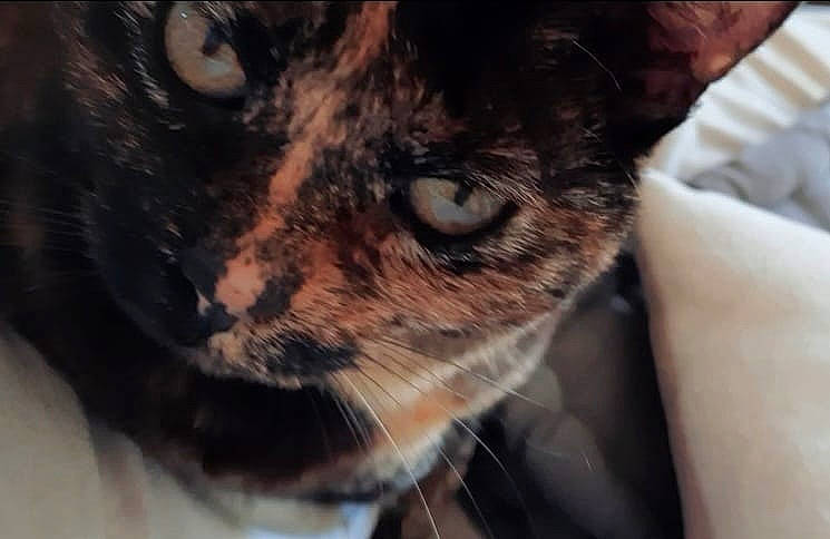 Lili participe au concours pour gagner de l'argent avec cette photo : canidae, carnivore, cat, dog_breed, domestic_short_haired_cat, ear, eye, felidae, fur, human_body, iris, small_to_medium_sized_cats, snout, terrestrial_animal, whiskers, wildlife