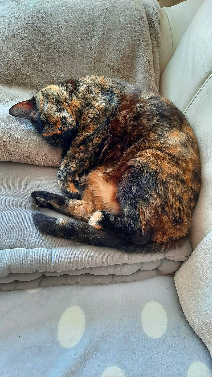 Lili participe au concours pour gagner de l'argent avec cette photo : canidae, carnivore, cat, claw, comfort, dog_breed, domestic_short_haired_cat, felidae, fur, linens, nap, paw, sleep, small_to_medium_sized_cats, snout, sporting_group, tail, terrestrial_animal, whiskers