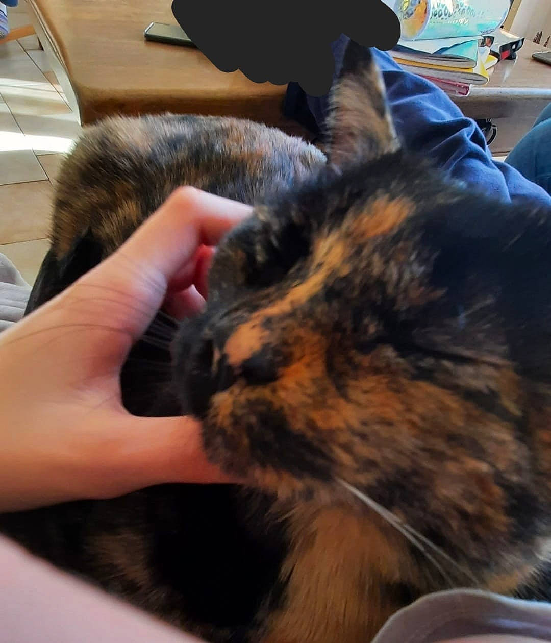 Lili a rejoint le concours — aidez-le/la à gagner de superbes lots ! canidae, carnivore, cat, claw, comfort, companion_dog, dog_breed, domestic_short_haired_cat, ear, felidae, fur, gesture, lap, nail, nap, paw, small_to_medium_sized_cats, snout, sporting_group, whiskers