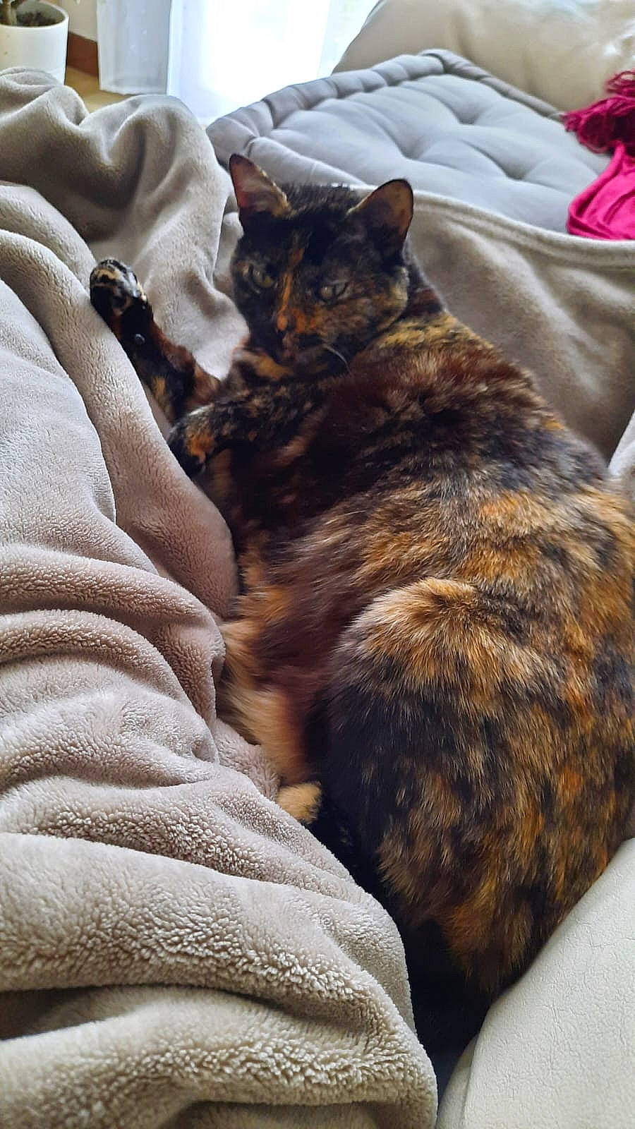 Lili a rejoint le concours — aidez-le/la à gagner de superbes lots ! bed, bedding, carnivore, cat, claw, comfort, domestic_short_haired_cat, felidae, fur, linens, metal, nap, paw, small_to_medium_sized_cats, tail, whiskers, wood