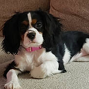 Maggie is registered to the contest to win money with this photo: puppy, dog, cavalier_king_charles_spaniel, black_and_white, pink_collar, pet, animal, lying_down, carpet, couch, indoors, portrait, long_ears, floppy_ears, brown_markings, white_fur, black_fur, cute, relaxed, close_up