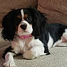 puppy, dog, cavalier_king_charles_spaniel, black_and_white, pink_collar, pet, animal, lying_down, carpet, couch, indoors, portrait, long_ears, floppy_ears, brown_markings, white_fur, black_fur, cute, relaxed, close_up